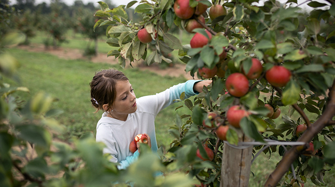 Gala apples kick off the apple-picking season. | Photo by Cavan Images/stock.adobe.com