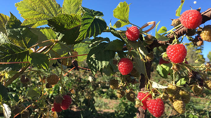 Pluck raspberries straight from the bushes. | Photo courtesy Heidi's Raspberries/Dimitri Eleftheriou