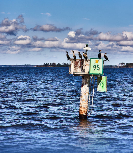 Birds perched on a sign in the water.