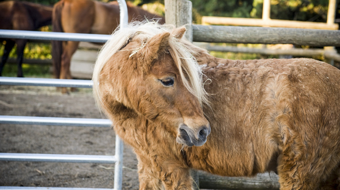 Nehalem Horse