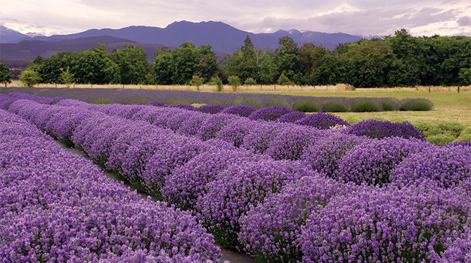 Sequim lavender farm.