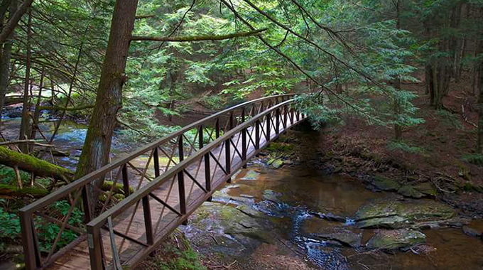 cook forest bridge