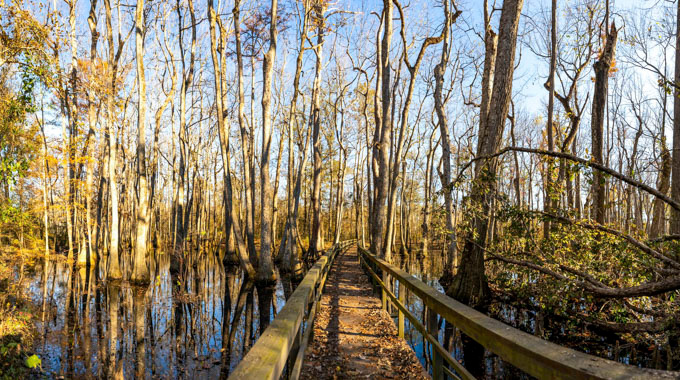 Cypress Swamp