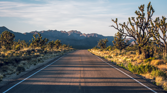 Park Boulevard rolls past Joshua Tree National Park's namesake trees. | Photo by Markus/stock.adobe.com