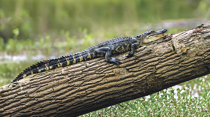 Avery Island | Photo courtesy LafayetteTravel.com/Pam McIlhenny