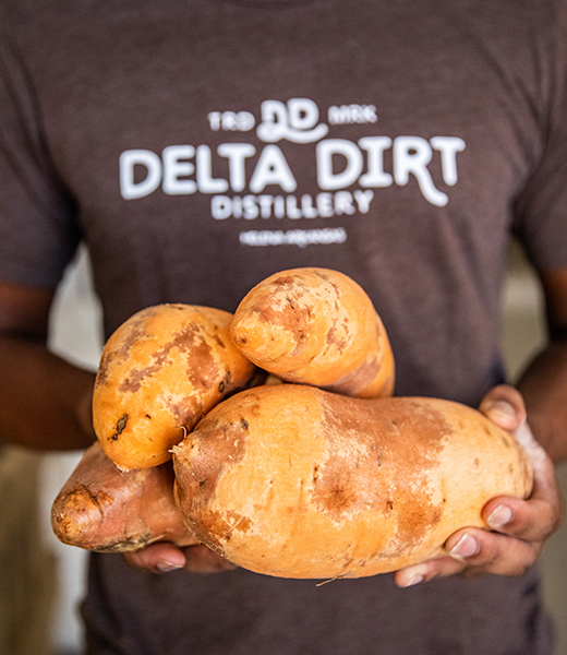 Someone holding up a pile of sweet potatoes