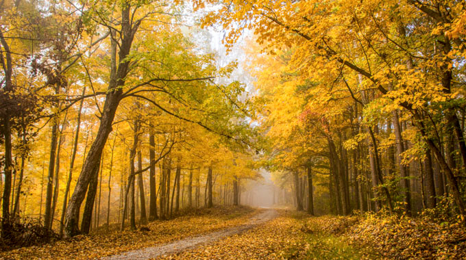 A road runs through a canopy of trees with yellowing autumn leaves.