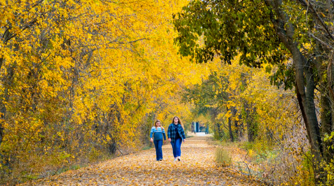 Two people walking along a path covered in and surrounded by yellow autumn leaves