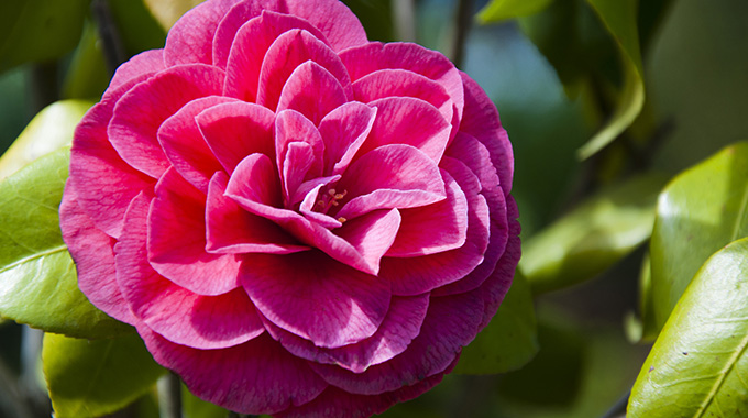 Red camellia blossom. | Photo by stock.adobe.com