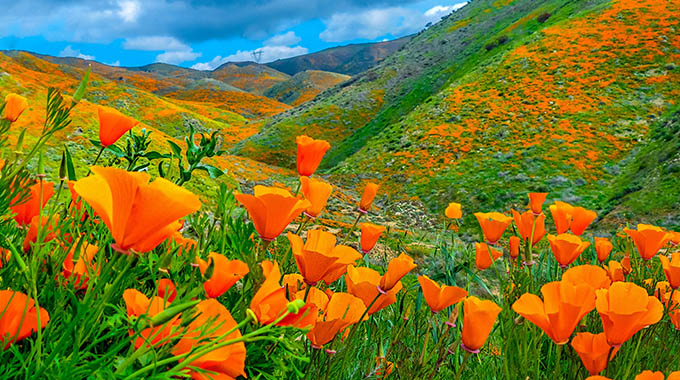 California poppy. | Photo by Sandi Teel