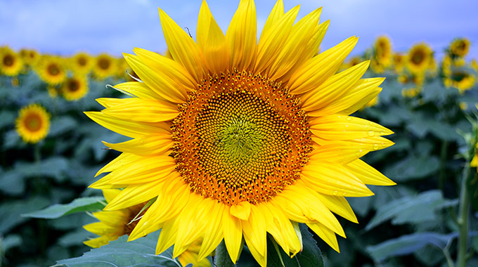 Sunflower in a field of sunflowers. | Photo by stock.adobe.com