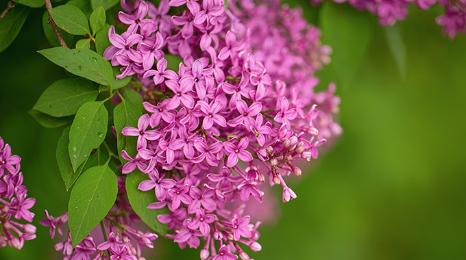 Purple lilac. | Photo by 8H/stock.adobe.com