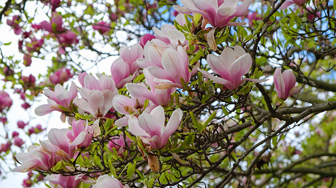Magnolia blossoms. | Photo by naya/stock.adobe.com