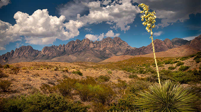 New Mexico yucca in bloom. | Photo by stock.adobe.com
