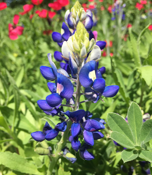 Bluebonnet. | Photo by Mary Hudnall