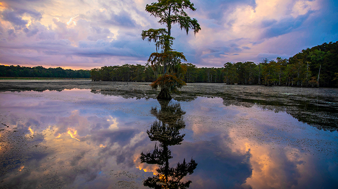 Home to the Louisiana State Arboretum, Chicot State Park provides fishing piers, boat rentals, hiking trails, campgrounds, cabins, and more. | Photo by PJ Hahn Photography/pjhahnphotography.com