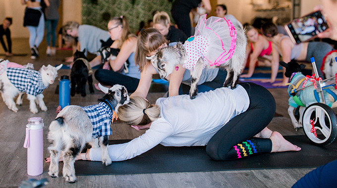 Stretch out with adorable baby goats at Yoga and Goga in Austin. | Photo by Monica Daniella Photography/Courtesy Goga - Goat Yoga Austin, LLC
