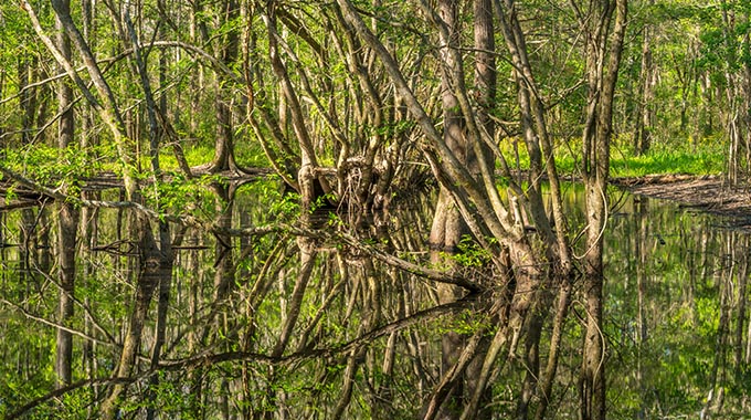 Off-Road Vehicles - Big Thicket National Preserve (U.S. National