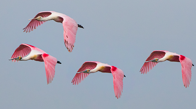 Roseate Spoonbill at Audubon Sanctuary, High Island, Texas on the Great Texas Coastal Birding Trail.