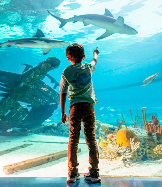 See sharks up close at the Texas State Aquarium.