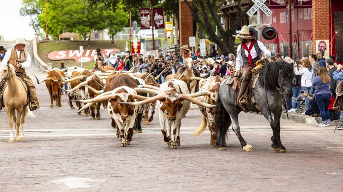 Fort Worth Stockyards cattle drive.