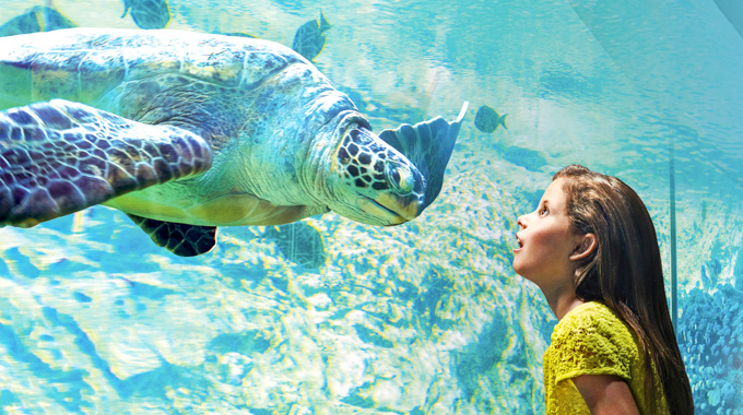 Kid looking at a SeaWorld San Antonio sea turtle.