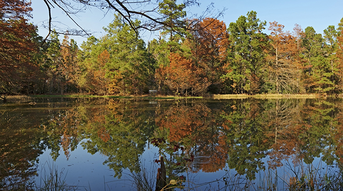 W.G. Jones State Forest