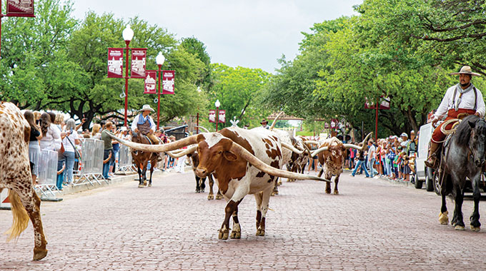 Cattle drives take place twice a day.