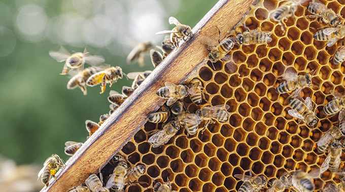 Take part in a sweet lesson in beekeeping at Round Rock Honey. | Photo by Darios/stock.adobe.com