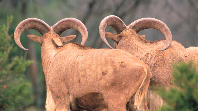 A pair of big-horned aoudads, their back to the camera