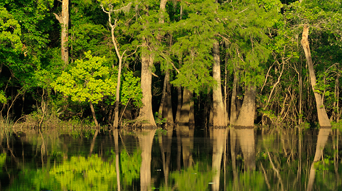 You can paddle through the cypress-tupelo slough at the Big Thicket National Preserve. | Photo by Imogen Warren/stock.adobe.com