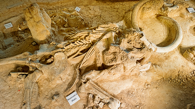 A male Columbian mammoth fossil uncovered at Waco Mammoth National Monument in Waco, Texas. | Photo by Arpad Benedek / Alamy Stock Photo