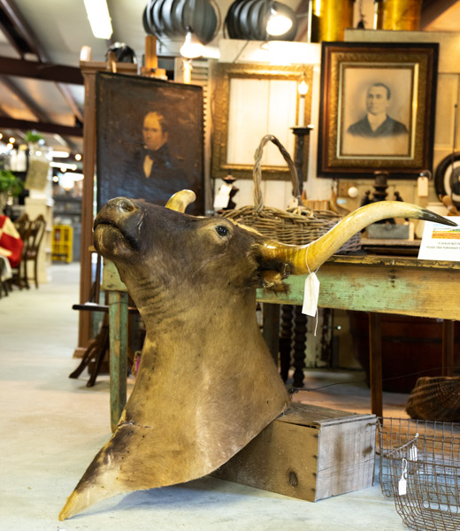 A taxidermy animal mount at Round Top Vintage Market