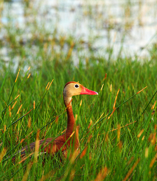 A black-bellied whistling duck
