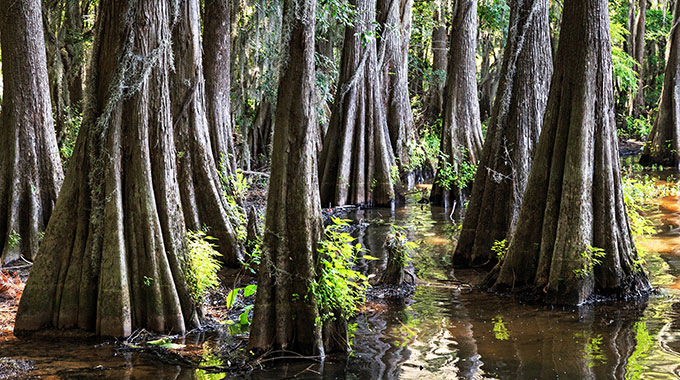 A grove of cypress trees