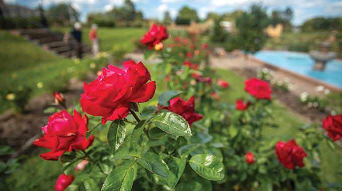 Tyler Rose Garden | Photo courtesy Visit Tyler