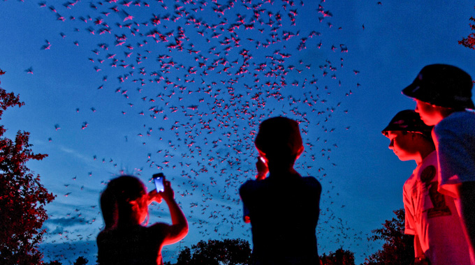 People recording as the Bracken Cave bat colony flies overhead.