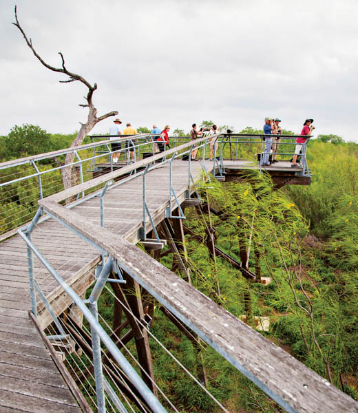 People looking for birds from a lookout 