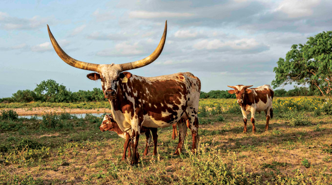 An adult male longhorn leading 2 younger, smaller cows