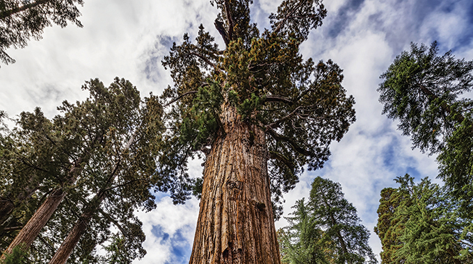 The General Sherman Tree in Sequoia National Park. | Photo by Yves Marcoux/Design Pics/stock.adobe.com