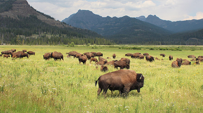 Bison graze in Yellowstone National Park. | Photo by Brad Pict/stock.adobe.com