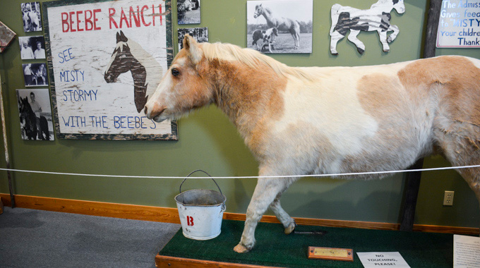 Museum exhibit of Misty the horse