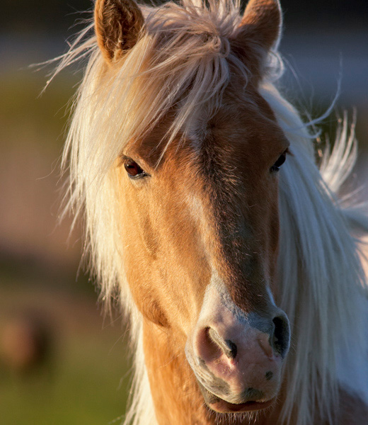 Close-up of a wild pony