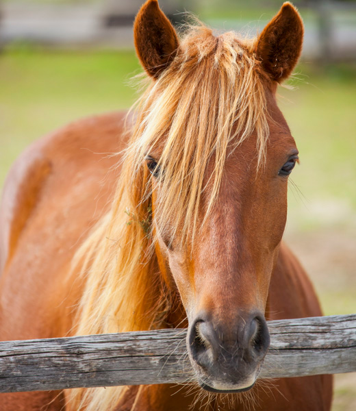Close-up of a pony