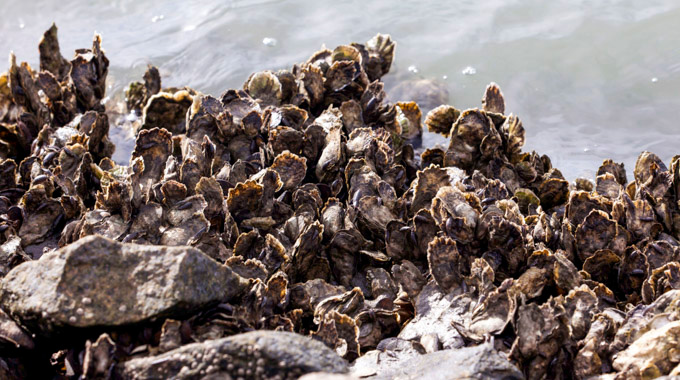 Clusters of oysters in the water