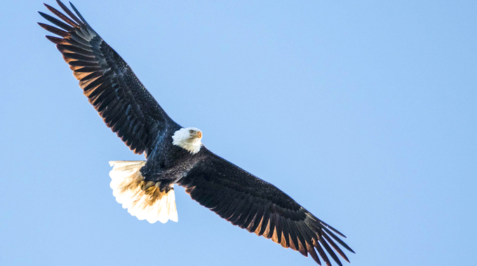 Your chances of spotting a bald eagle are high at Caledon State Park. | Photo courtesy Virginia State Parks