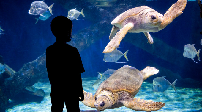 A child looking into a tank with fish and turtles at the Virginia Aquarium and Marine Science Center