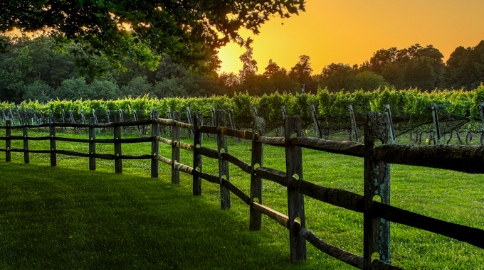 Take in the sunset over the cabernet franc block at Williamsburg Winery. | Photo by Consociate Media