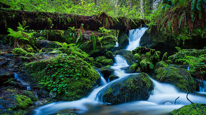 8. Redwood National and State Parks, California