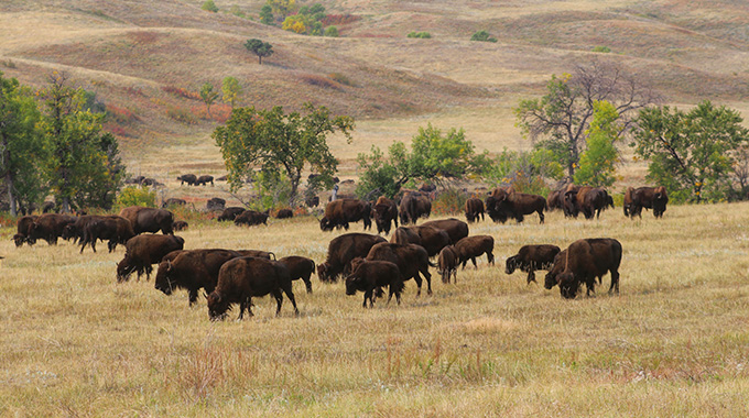Wild bison are among the wildlife sightings on the Cowboy Country bus tour.